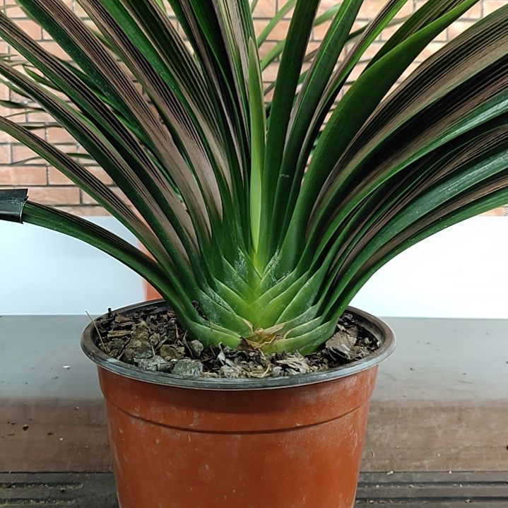 完全开放111111111111