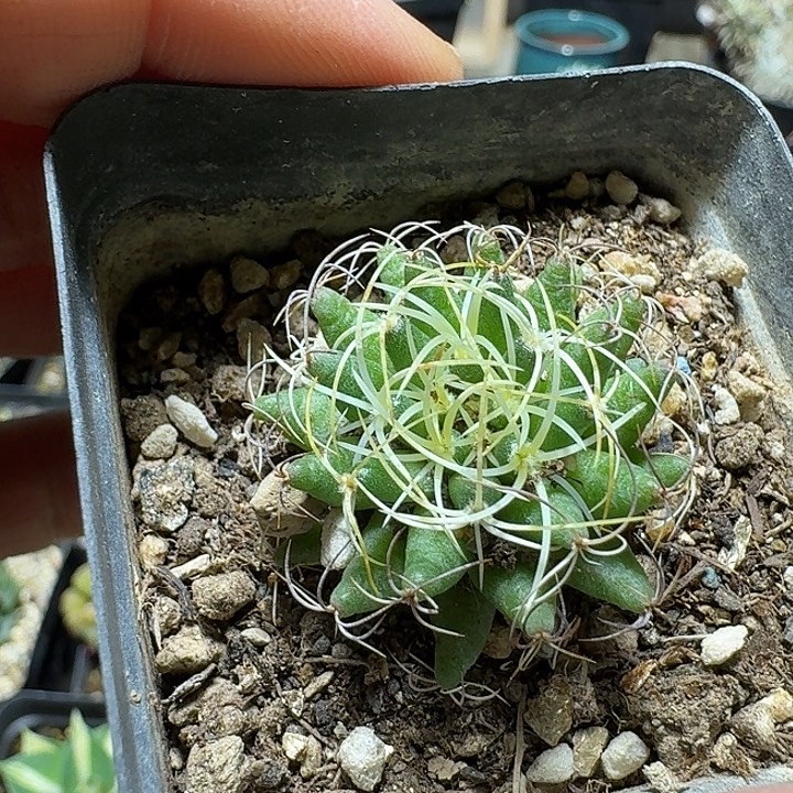 157卷刺琴丝脱土发货