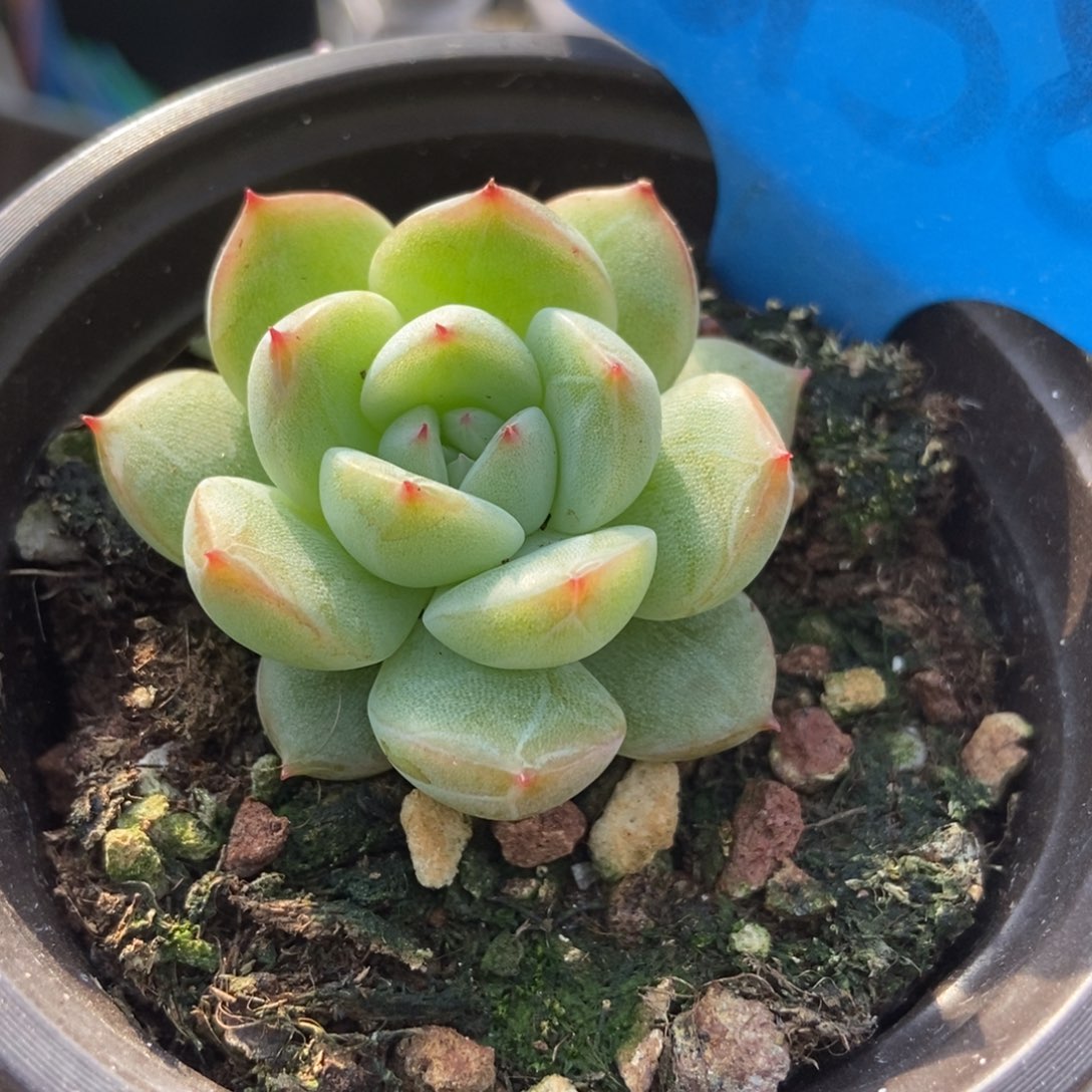 6158雪花珍妮多肉植物保护