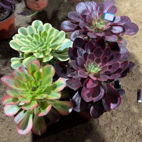 507多肉植物组合