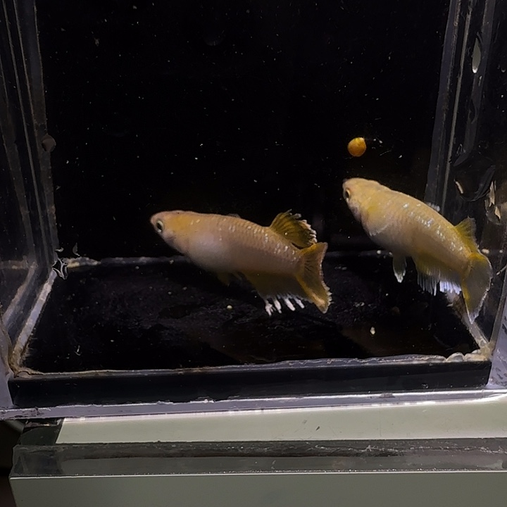 青鳉鱼一物一拍636