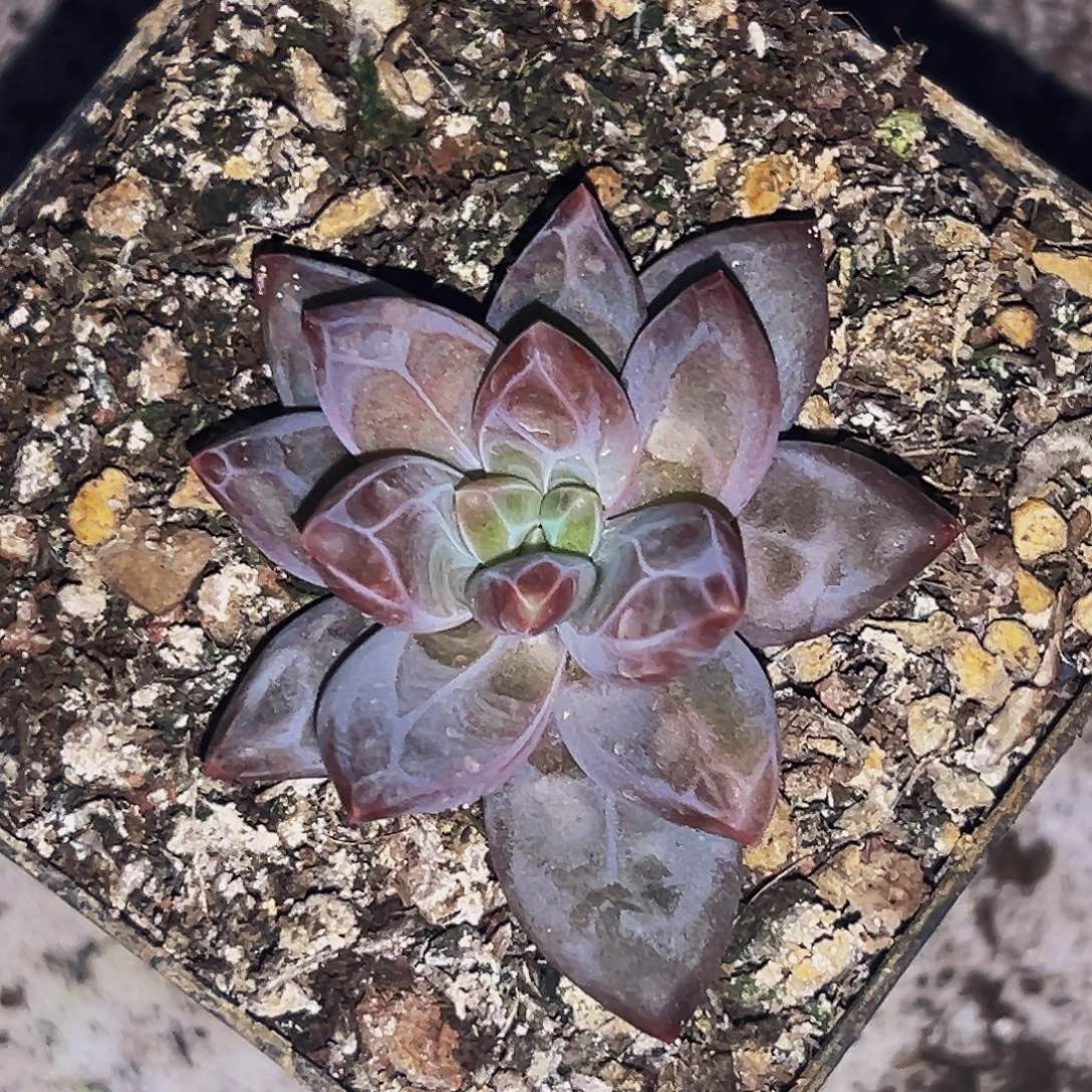 桔云多肉美人精品系列