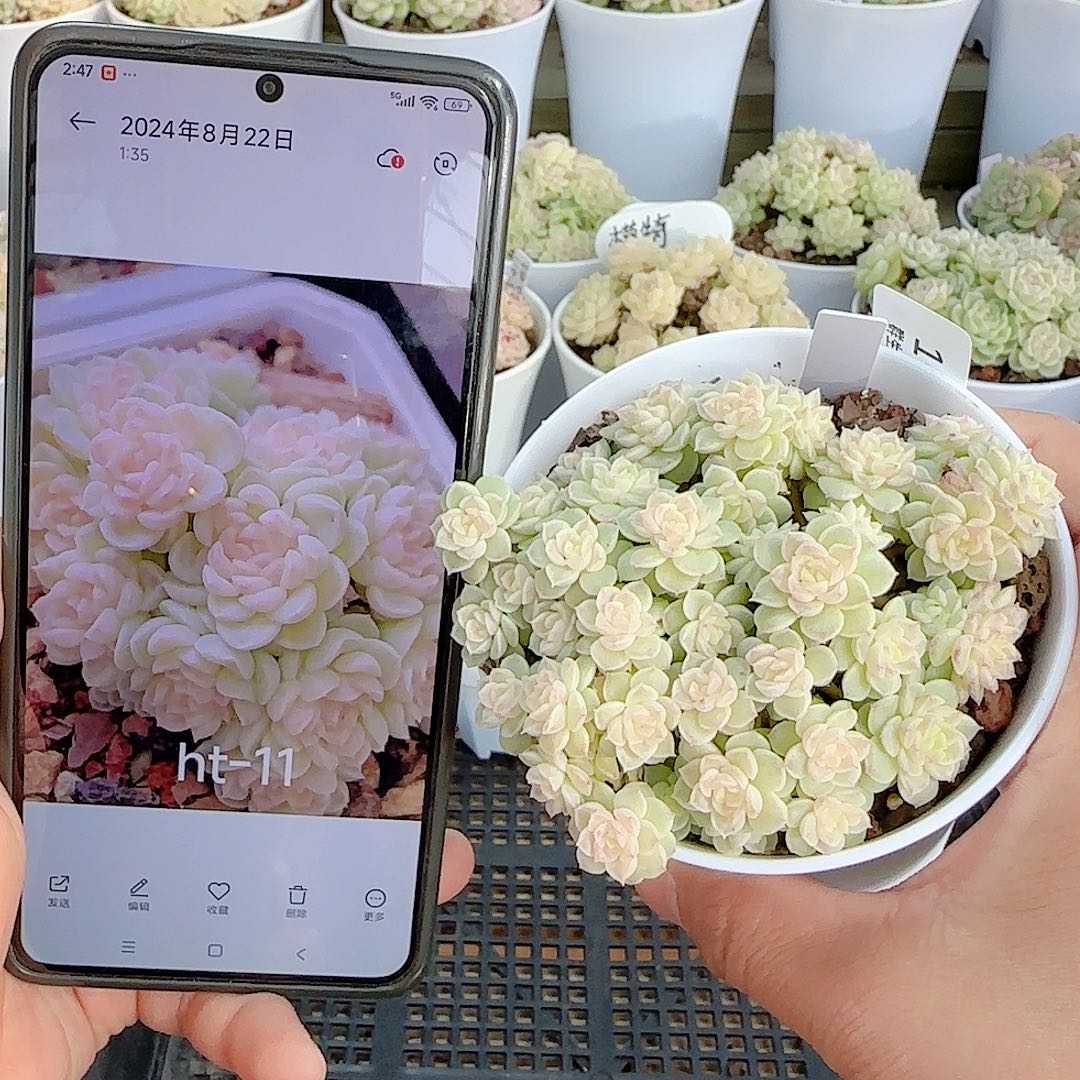 1205-101（ht-11）优选