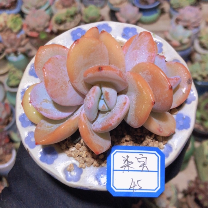 【闪购商品】柒*1不带盆