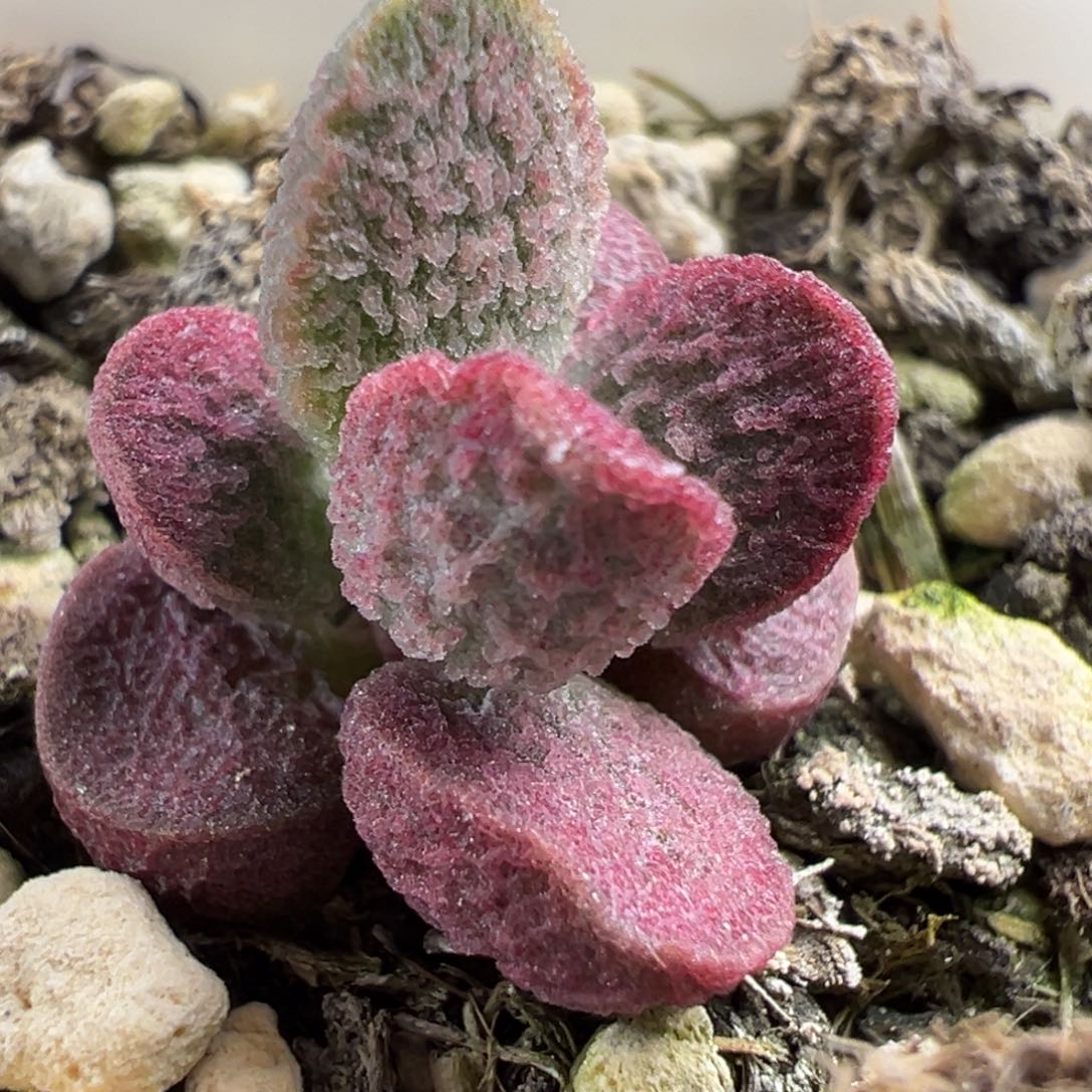 实生新品多肉植物水泡多肉植物
