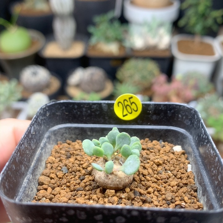 熔岩圆叶厚敦菊母本带盆