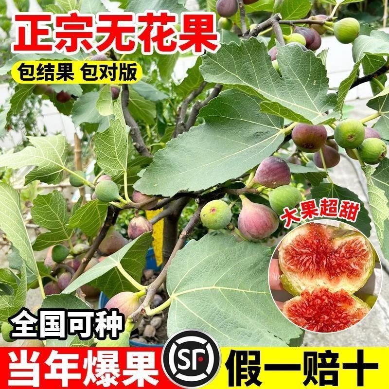 格莱斯无花果树果苗特大果盆栽南北方老桩波姬红无花果苗特大青皮