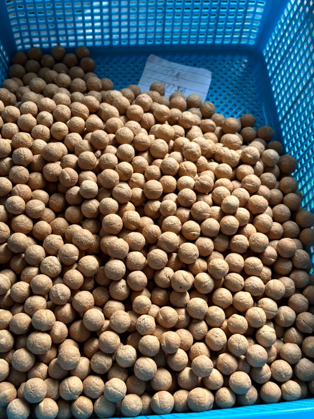 37号尺寸12共1200多颗凤眼菩提散籽