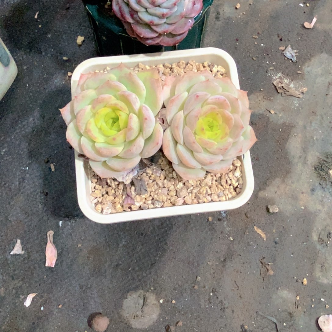 ****猫宝宝绿多肉植物双头