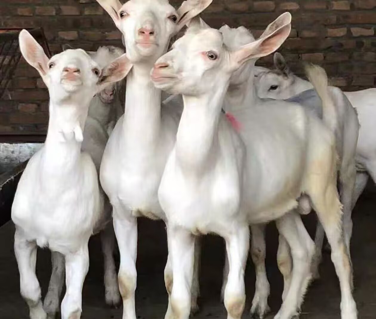  （0萨能奶山羊）奶山羊35斤左右3个月羊羔