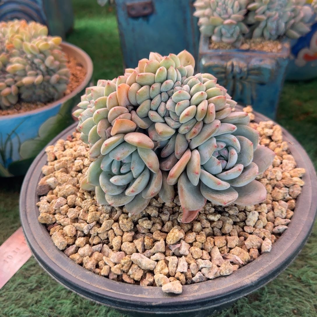 星影树缀无砍多肉