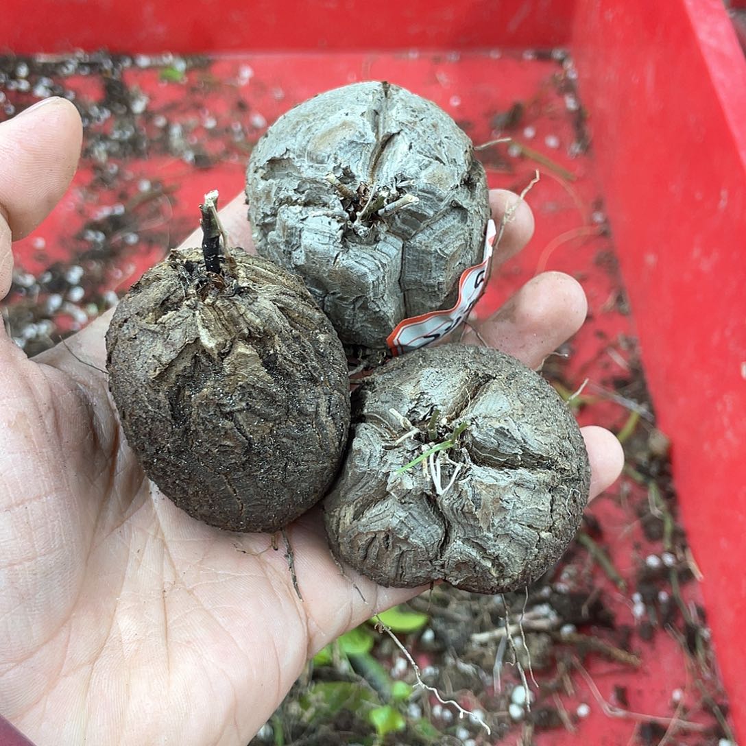 龟甲龙一物一拍2009号3颗