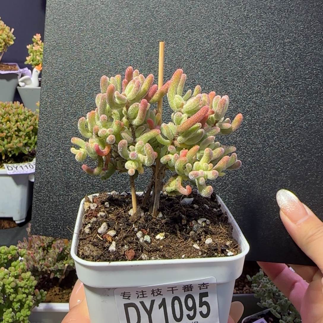 dy1095橙叶锦直杆