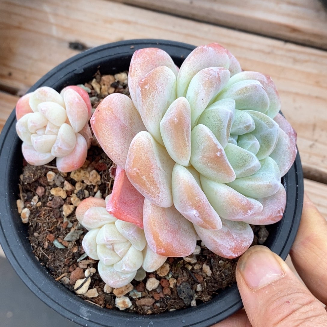 精品多肉一物一拍不包整396