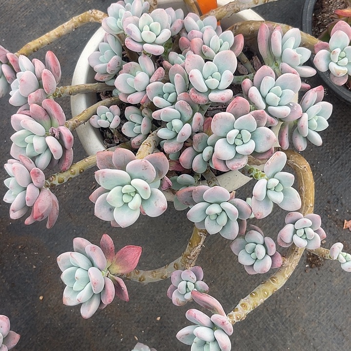 芦***鸡你的时候就是在别人259