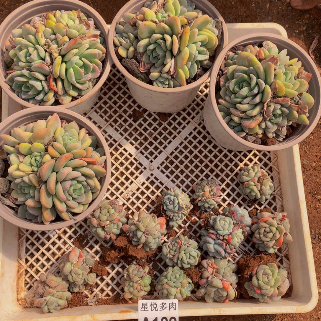 甜*星悦多肉   A109