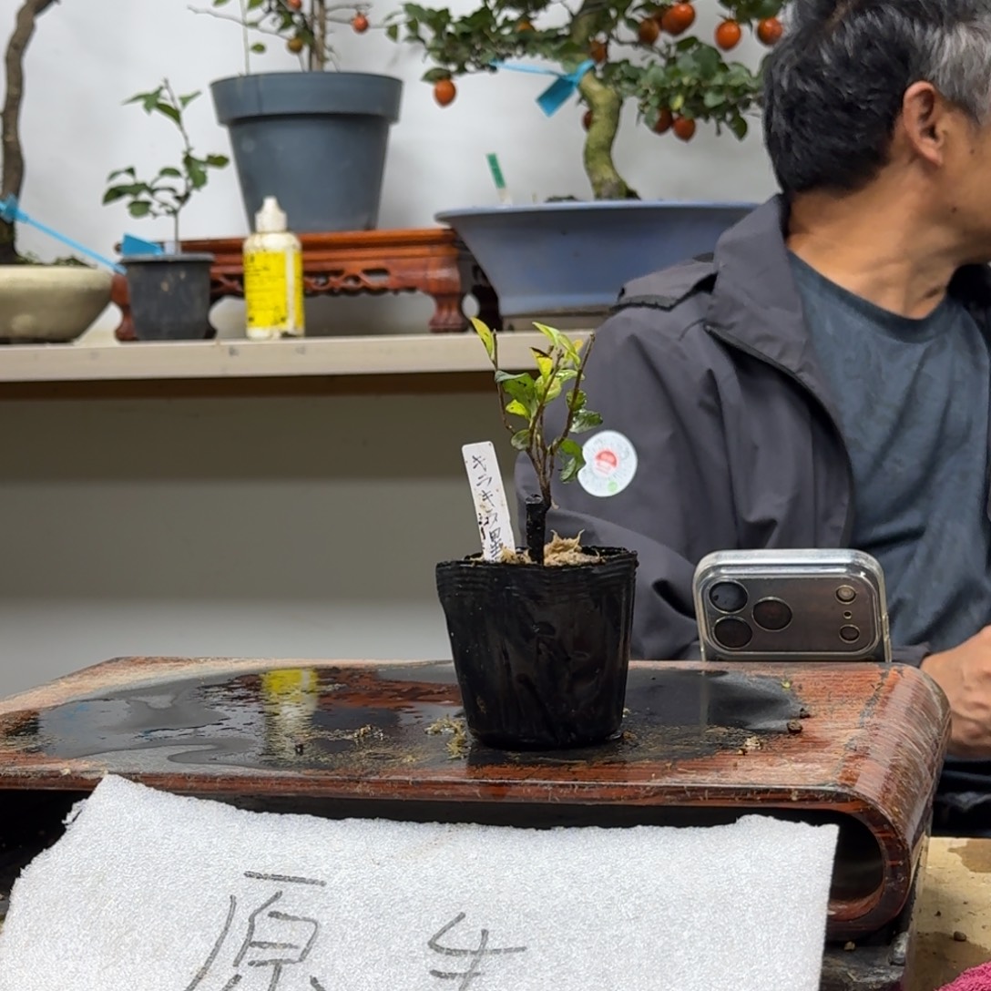 品***质无花朵125顺丰到付不包邮