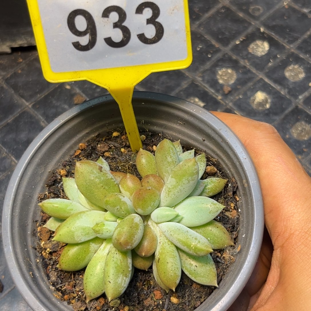 多肉植物红体哥特933