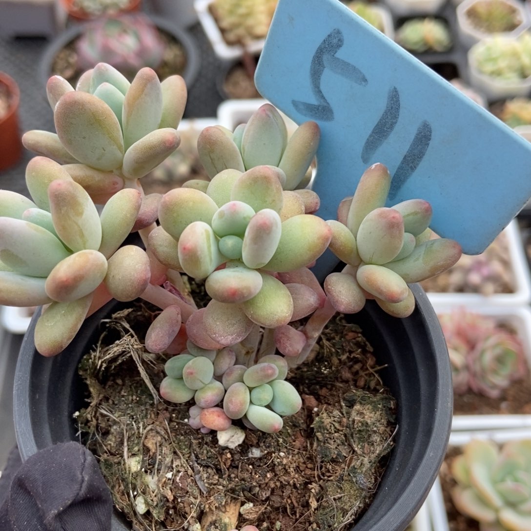 511苹果奶多肉植物保护