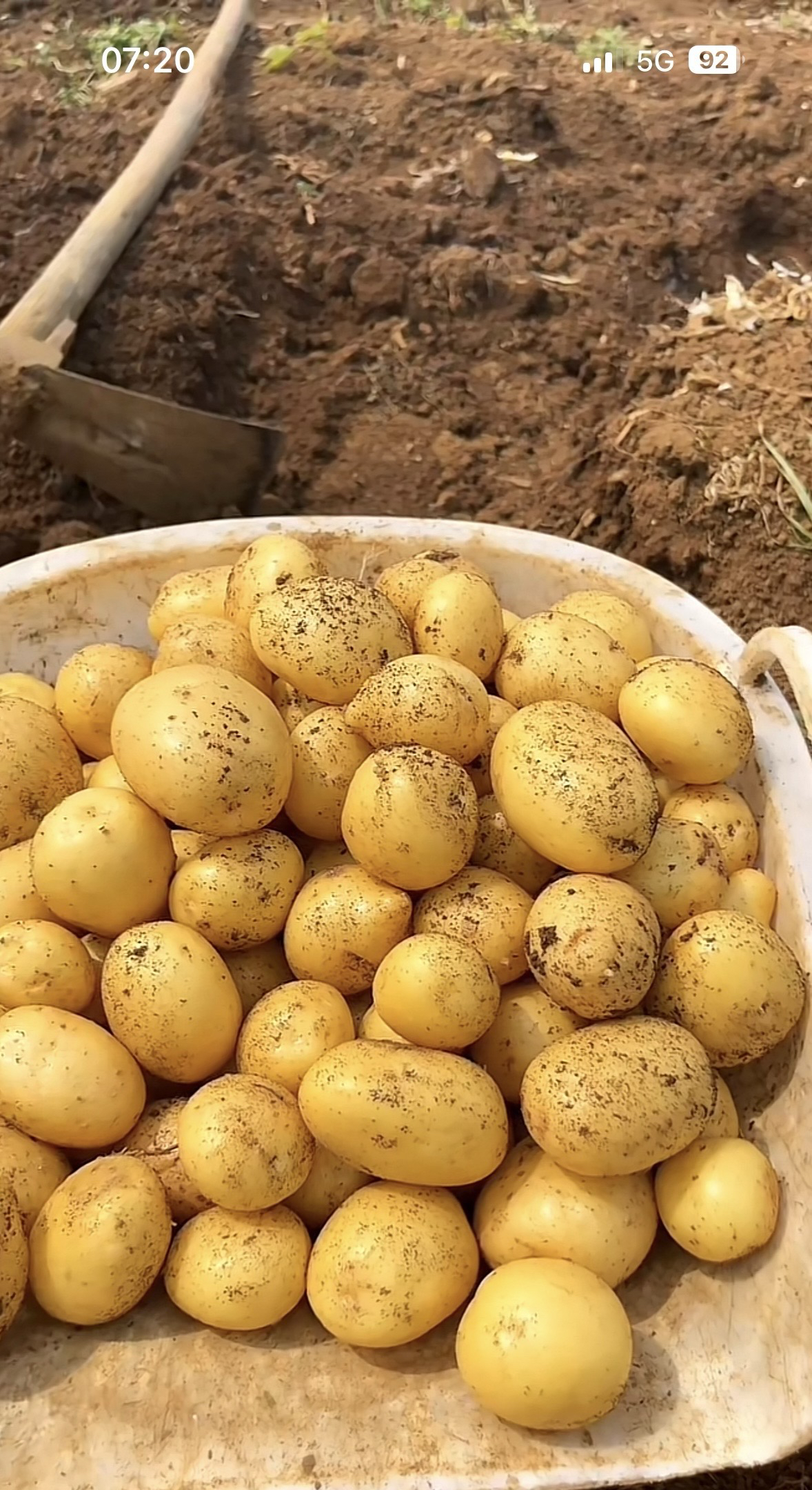 农户山间自种小土豆
