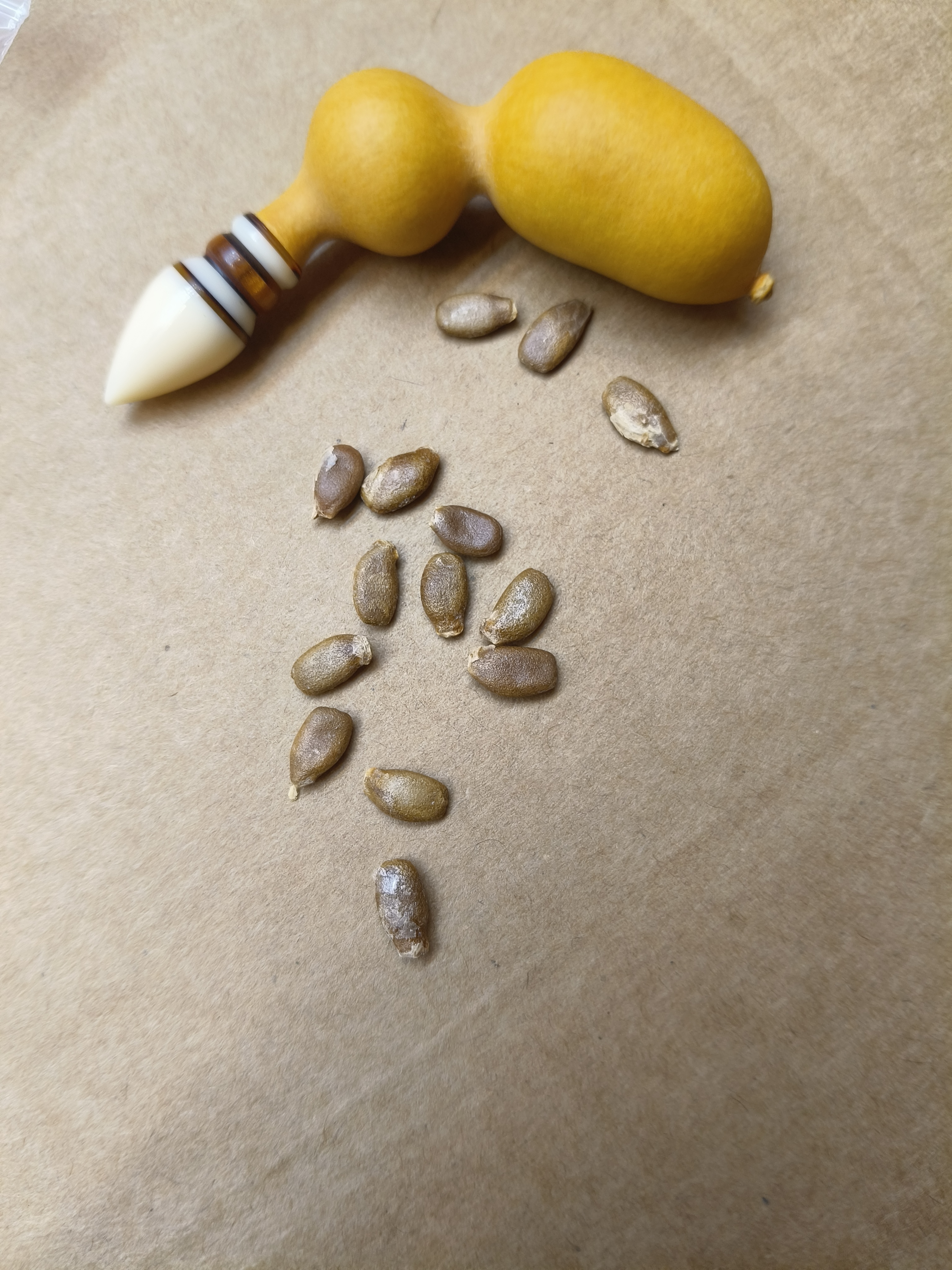 葫芦种子绿皮蚂蚁种子包对花提纯