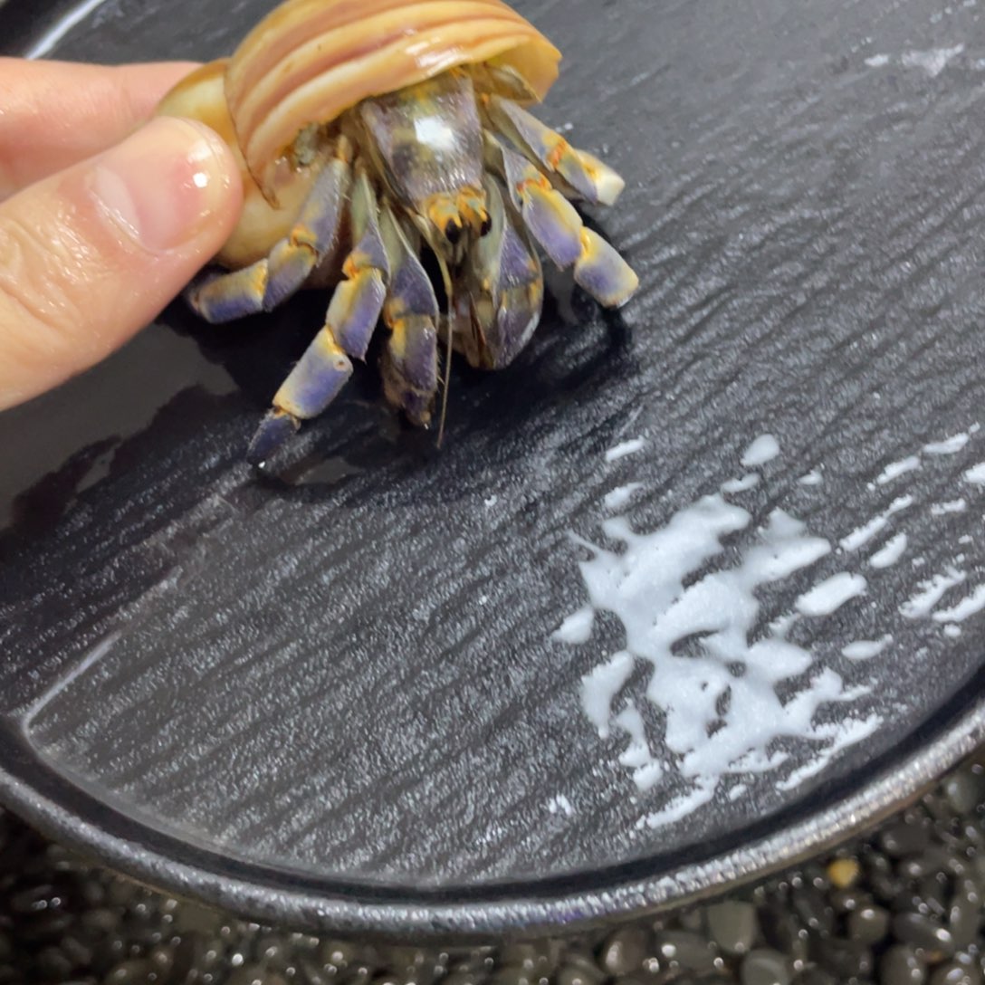 寄居蟹，寄居蟹，寄居蟹