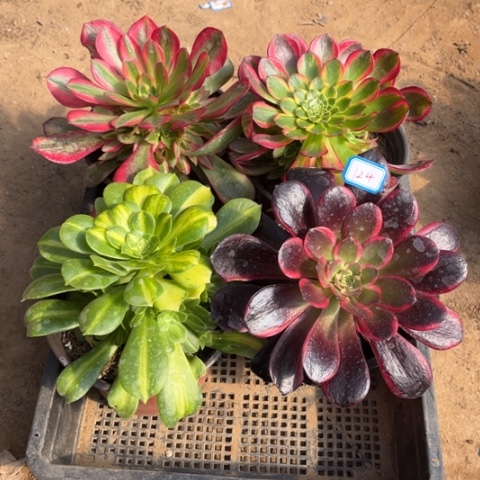 124多肉植物组合