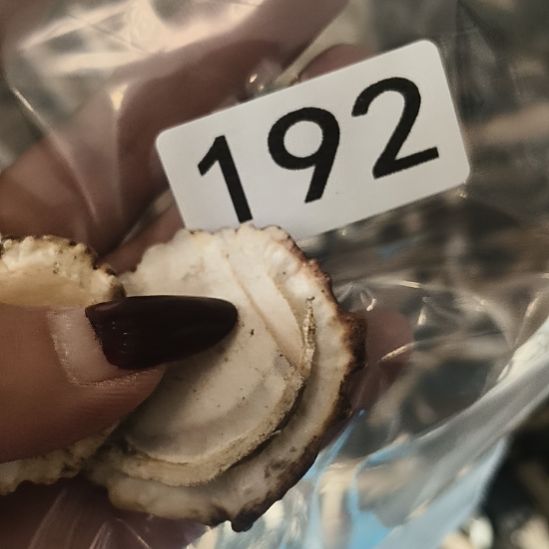 义***鹿角鹿角鹿角鹿角鹿角