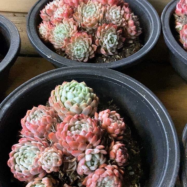 145。洞庭，不包整。