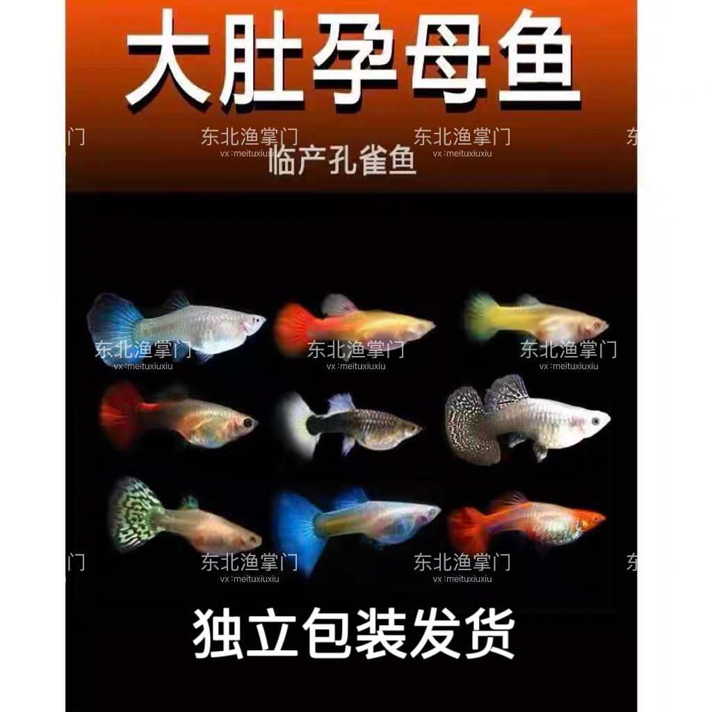 直播间精品福利孔雀鱼混搭临产种鱼孕母套餐（入缸后不包损）