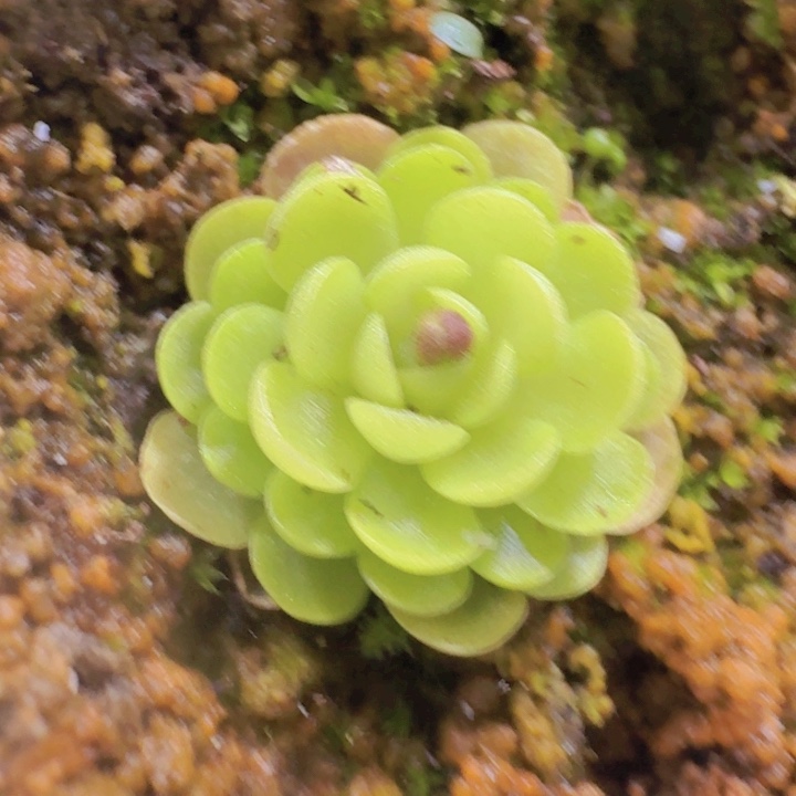 爱丽丝捕虫堇王炸一颗