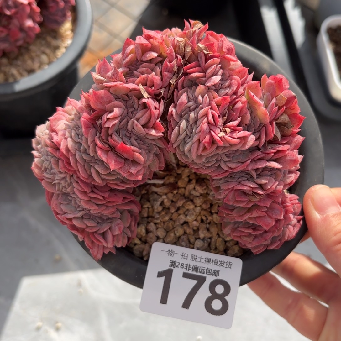 贝瑞缀化多肉无盆土发货