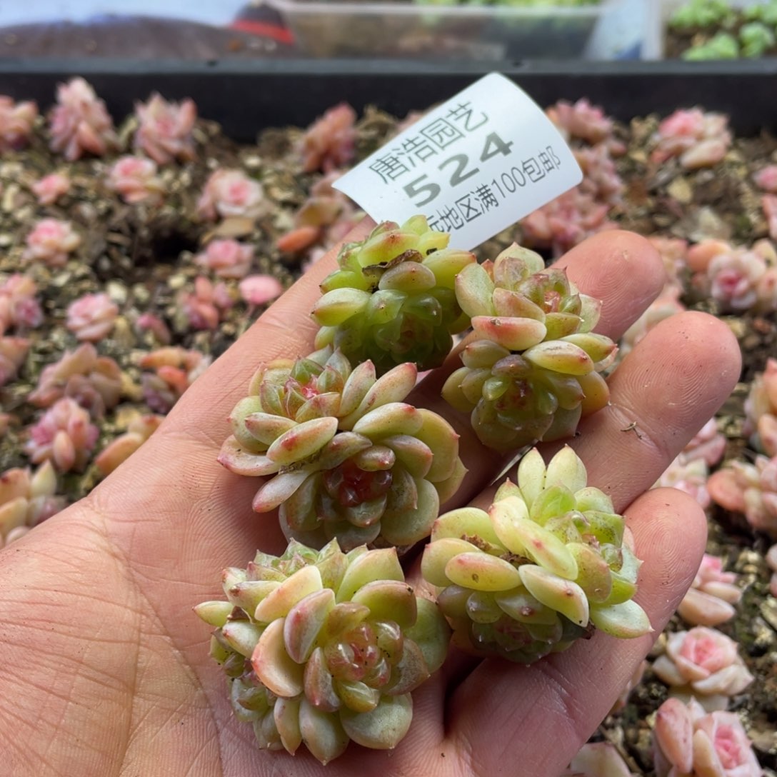 Th008珍妮一物一拍524…