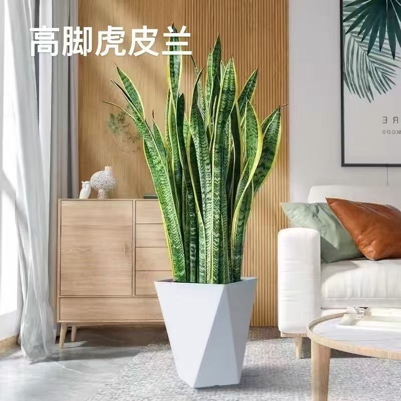 新家室内绿植金边虎皮兰金钱树净化空气养不死的绿植大叶绿植