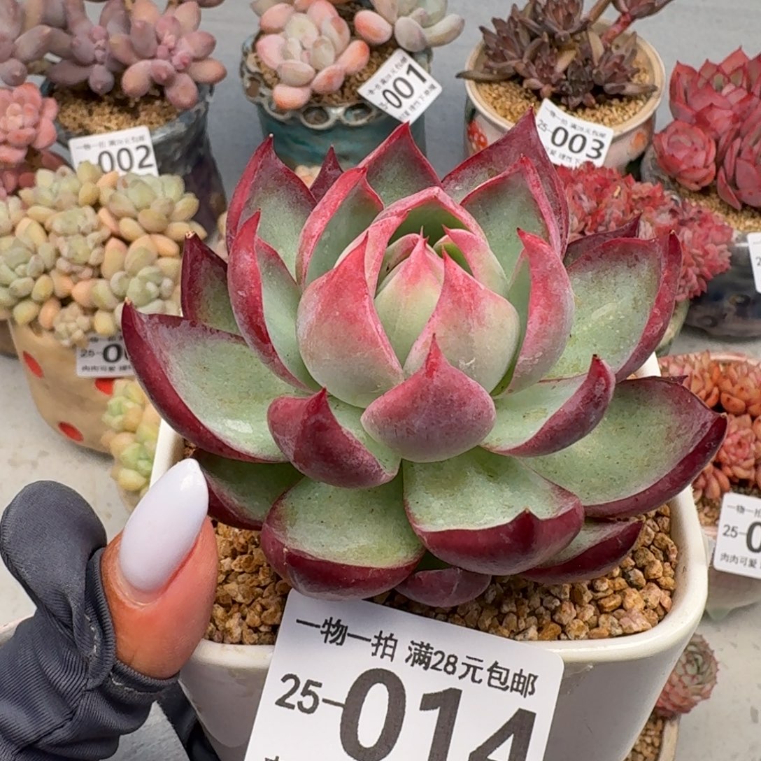 惊鸿无盆土发货无盆