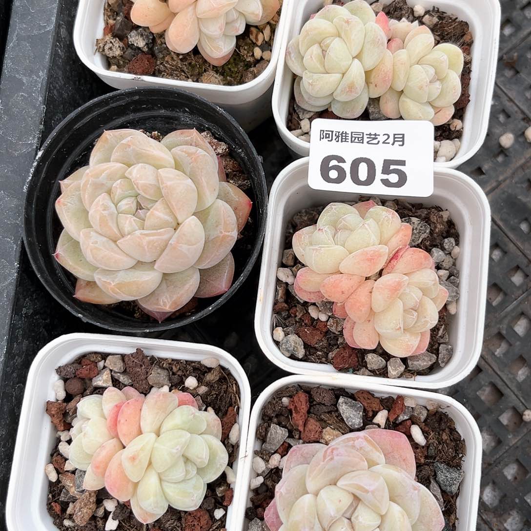 阿雅园艺。      605