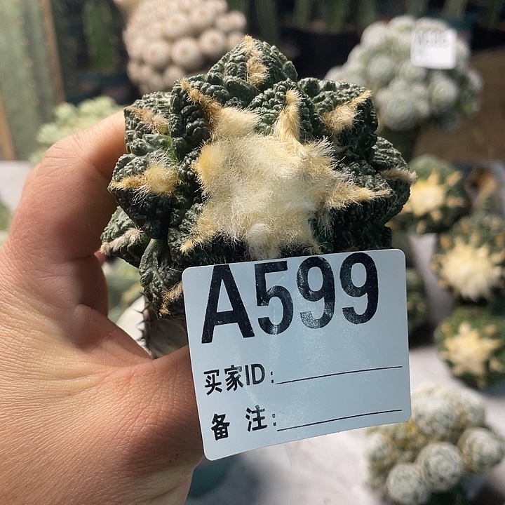 完全开放599博士仙人球