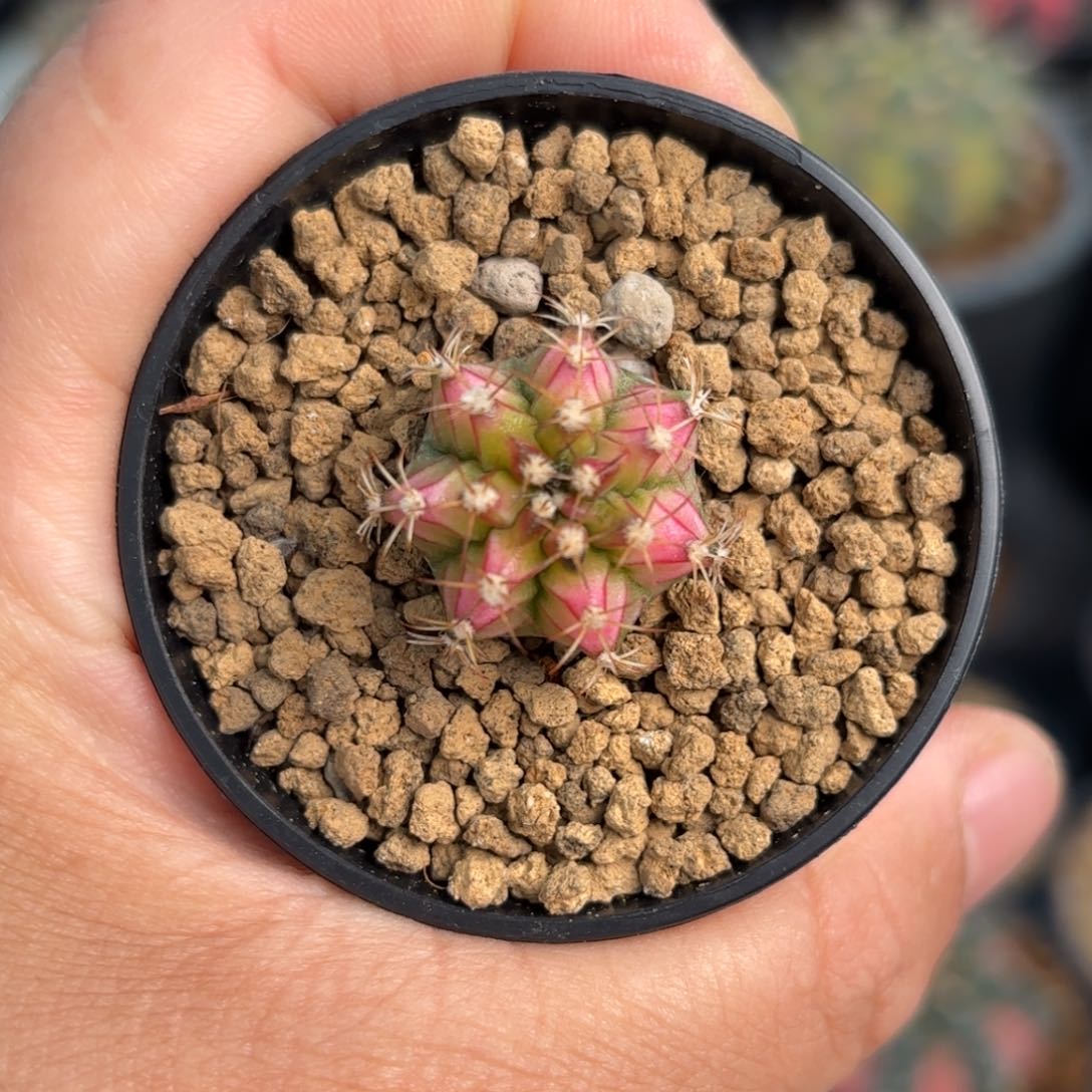 泰系实生穹顶仙人球6