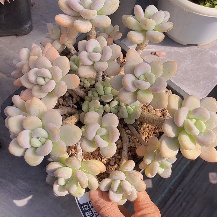 香水洛神嗯0143多肉植物