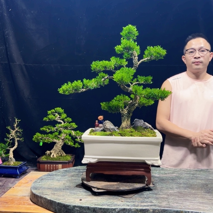 无花朵黄杨盆景四季常绿