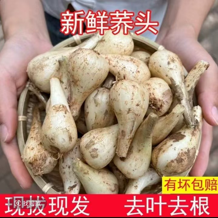 江西上饶沙溪新鲜现挖荞头农家自种可腌制时令蔬菜下饭菜
