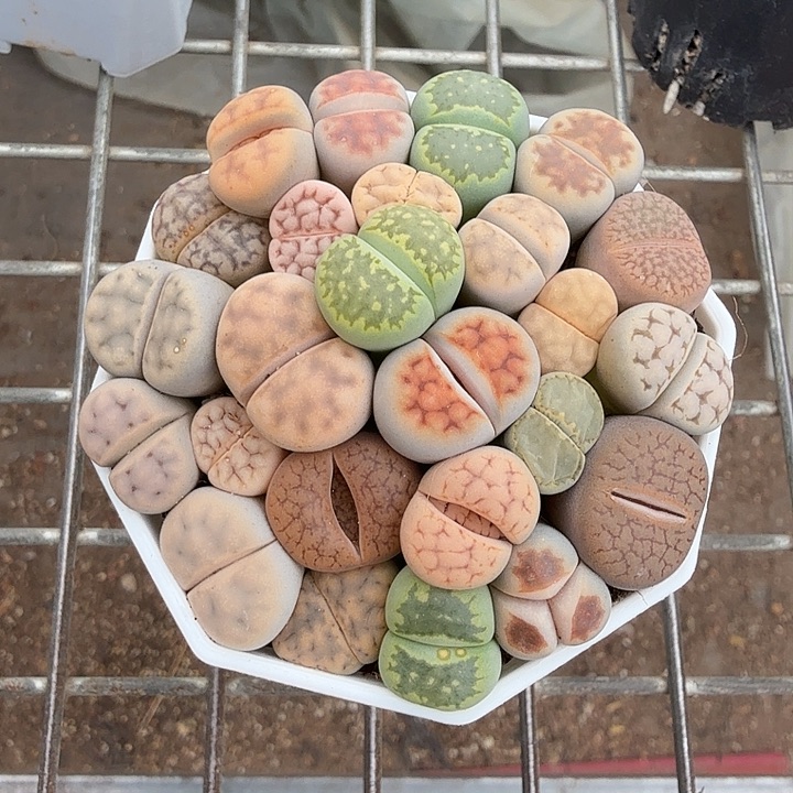 生石化带盆7仙人球