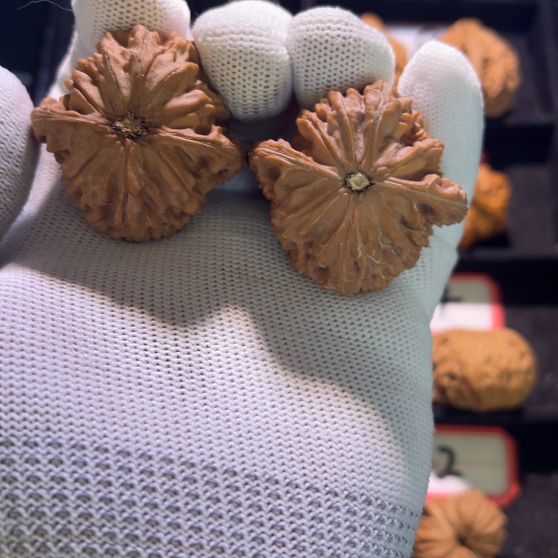 诺**粑秦皇岛山地果全品