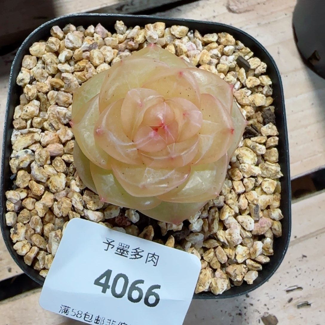 灵泽珍妮，4066多肉植物
