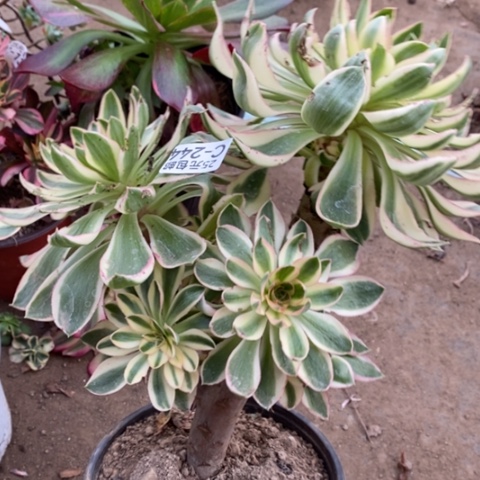 244青莲叶有伤满25包邮多肉