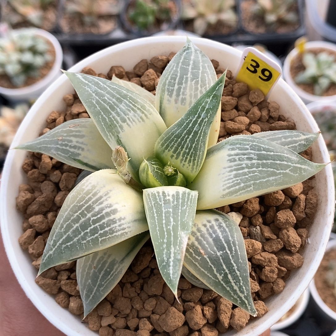 红陶39号糊斑康平锦一物一拍