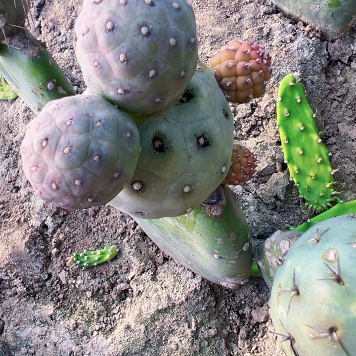 193无刺习锦仙人球