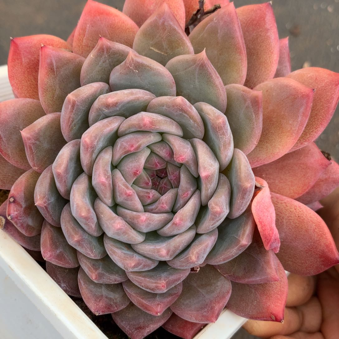 60杂交多肉老桩15包邮