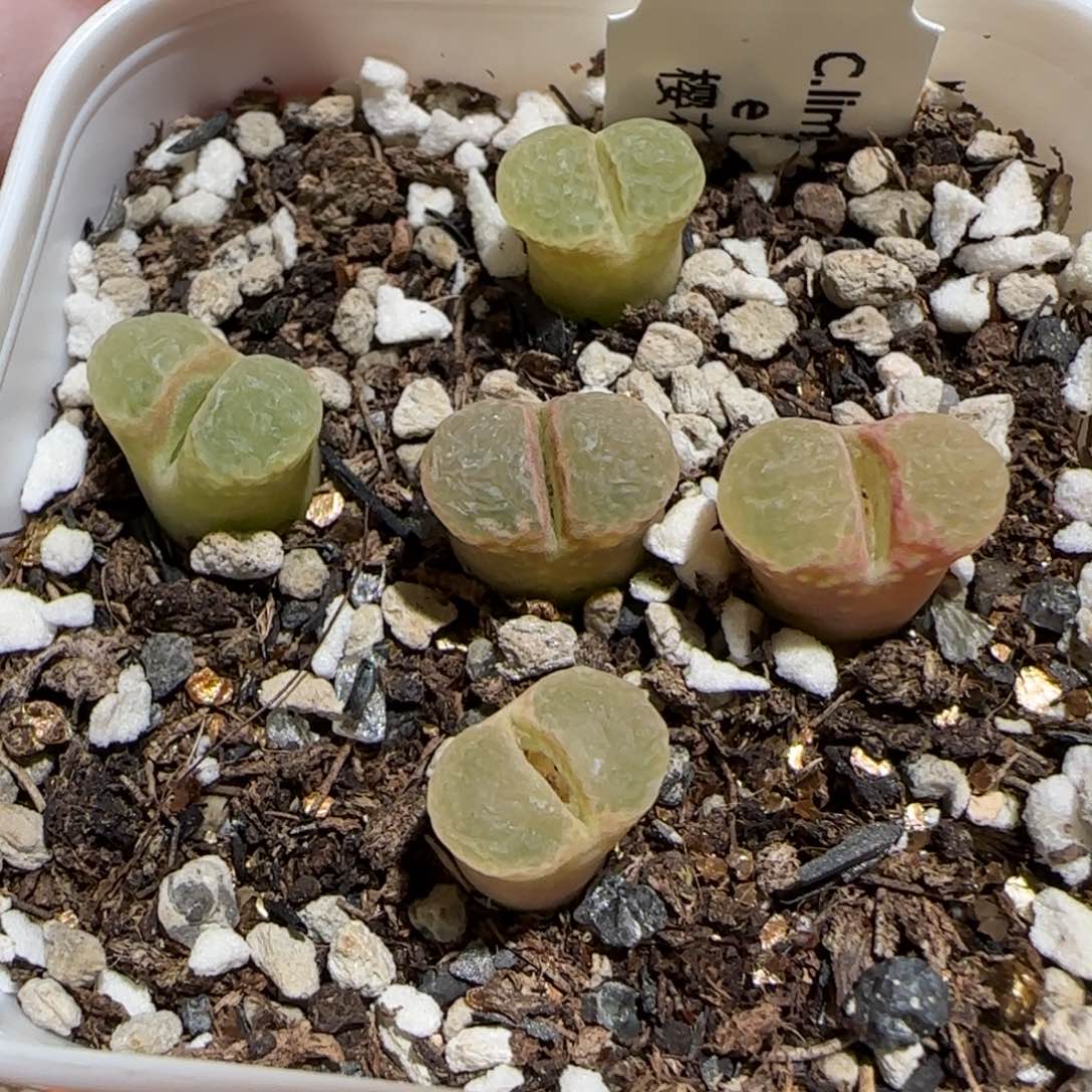 肉锥多肉植物百科30-粉樱一盆1090