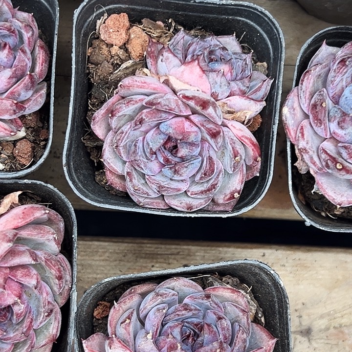 多头蓝莓。   福利多多